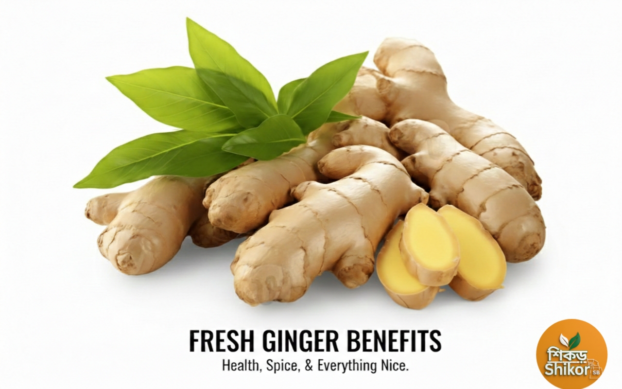 আদা আমদানি ৫০০গ্রাম Fresh Ginger Benefit